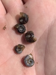 Planorbella oregonensis