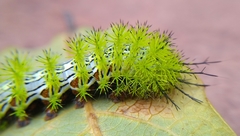 Automeris cecrops pamina