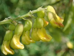 Astragalus penduliflorus