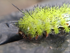 Automeris cecrops pamina