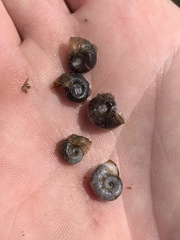 Planorbella oregonensis