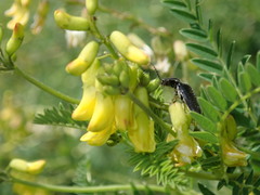 Astragalus penduliflorus