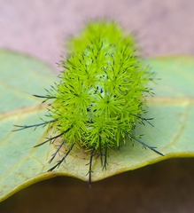 Automeris cecrops pamina