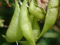 Astragalus penduliflorus