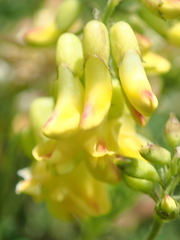 Astragalus penduliflorus