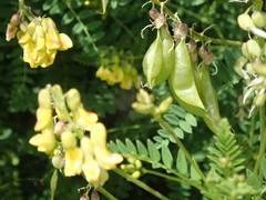 Astragalus penduliflorus