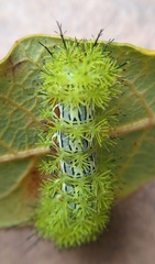 Automeris cecrops pamina