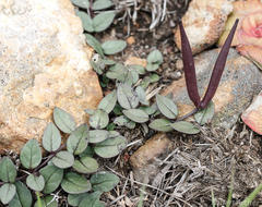 Brachystelma bruceae hirsutum