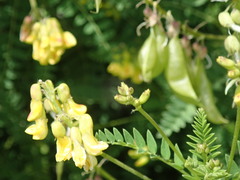 Astragalus penduliflorus