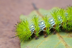 Automeris cecrops pamina