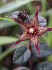 Brachystelma bruceae hirsutum