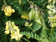 Astragalus penduliflorus