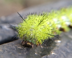 Automeris cecrops pamina