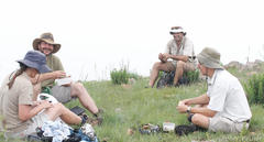 Brachystelma bruceae hirsutum