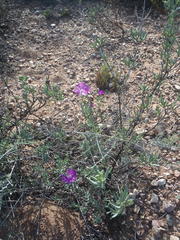 Lampranthus affinis