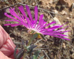 Lampranthus affinis