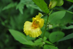 Impatiens soulieana