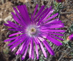 Lampranthus affinis