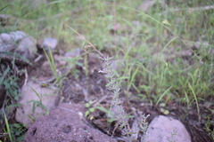 Hedeoma oblongifolia