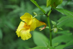 Impatiens soulieana