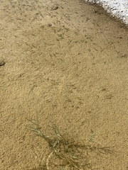 Siphateles boraxobius
