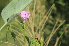 Ipomoea × leucantha