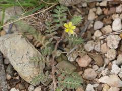 Tribulus terrestris image