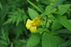 Impatiens soulieana