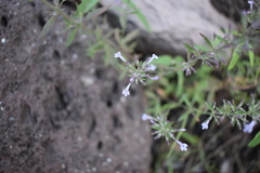 Hedeoma oblongifolia