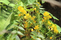 Senna hirsuta