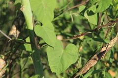 Ipomoea × leucantha
