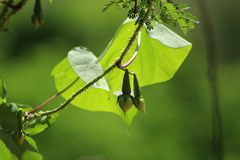 Ipomoea muricata