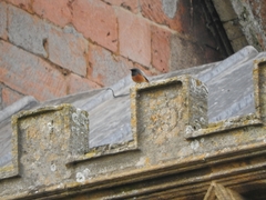 Phoenicurus ochruros phoenicuroides