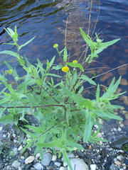 Pulicaria scabra