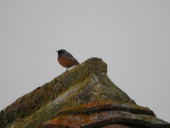Phoenicurus ochruros phoenicuroides