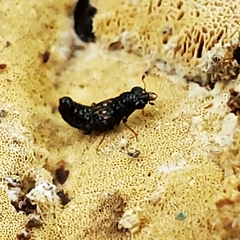 Megalopinus caelatus