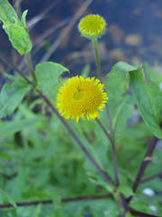 Pulicaria scabra