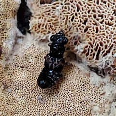 Megalopinus caelatus