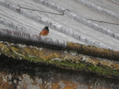 Phoenicurus ochruros phoenicuroides
