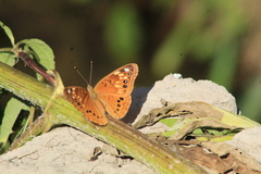 Asterocampa celtis antonia