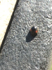 Chilocorus stigma