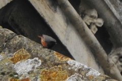 Phoenicurus ochruros phoenicuroides