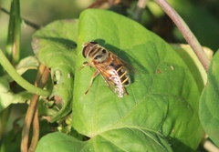 Palpada vinetorum