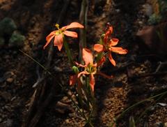 Moraea fenestrata