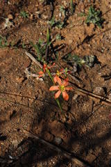 Moraea fenestrata
