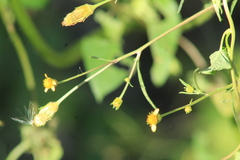 Bidens leptocephala