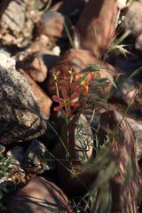 Moraea fenestrata