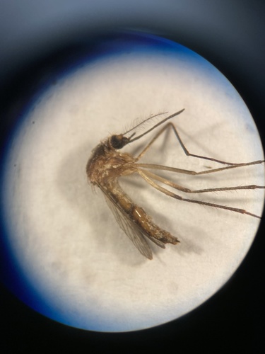 Aedes image