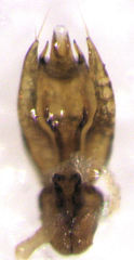 Sagola angulifera