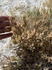 Chloropyron maritimum canescens